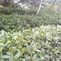 本山茶特级