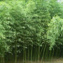 竹子6~7m