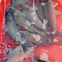 鲫鱼食用