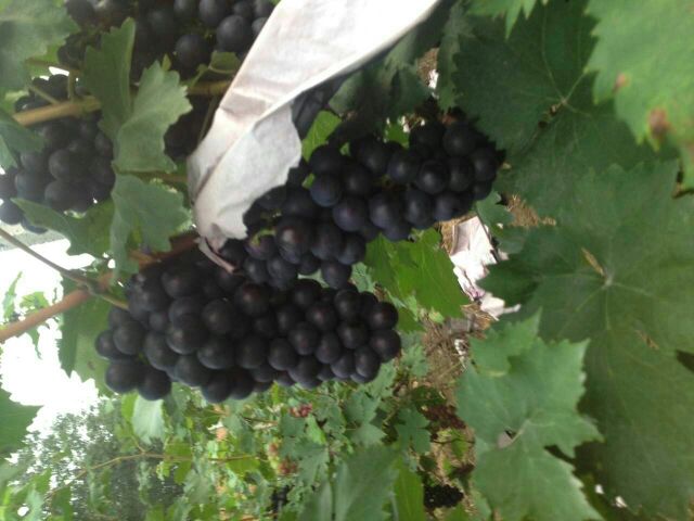 京亚葡萄夏季修剪示意图