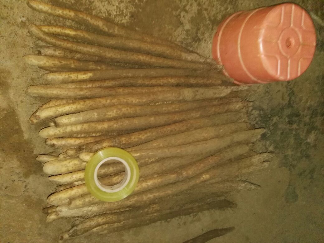 山药食材选购建议图