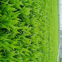 油麦菜