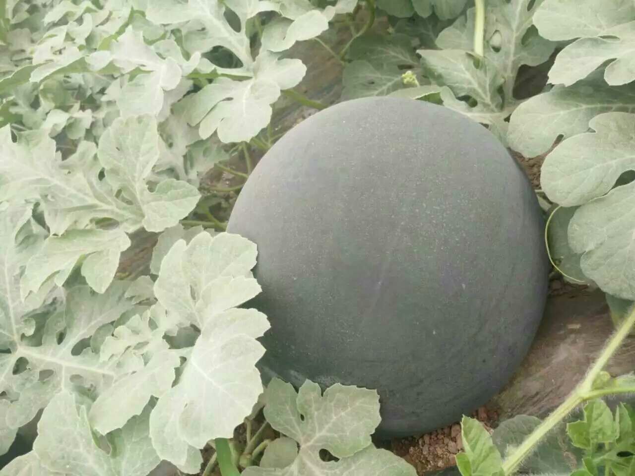 黑晶无籽1号整瓜特写