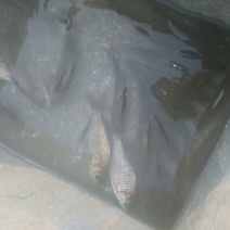 鲫鱼食用