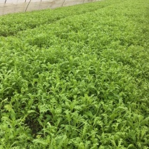 小叶茼蒿