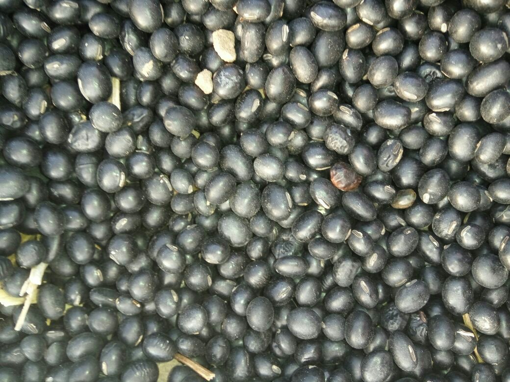 小黑豆特写,展示其乌黑发亮的外观和饱满的颗粒 小黑豆特写