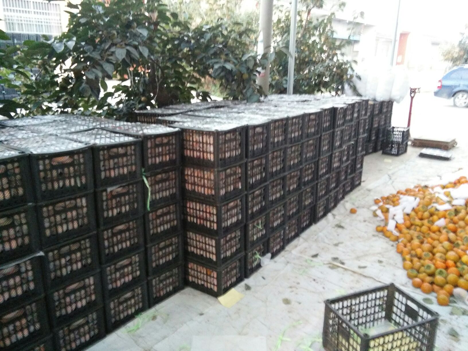 冻柿子电商包装与冷链运输