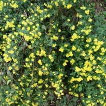 野菊花