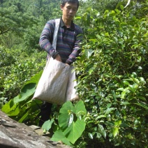 百年大树茶