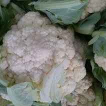 白花菜包装