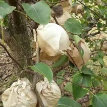 贡梨300~350g纸袋
