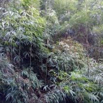 绿竹2~3m