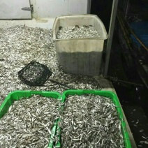 小白鱼