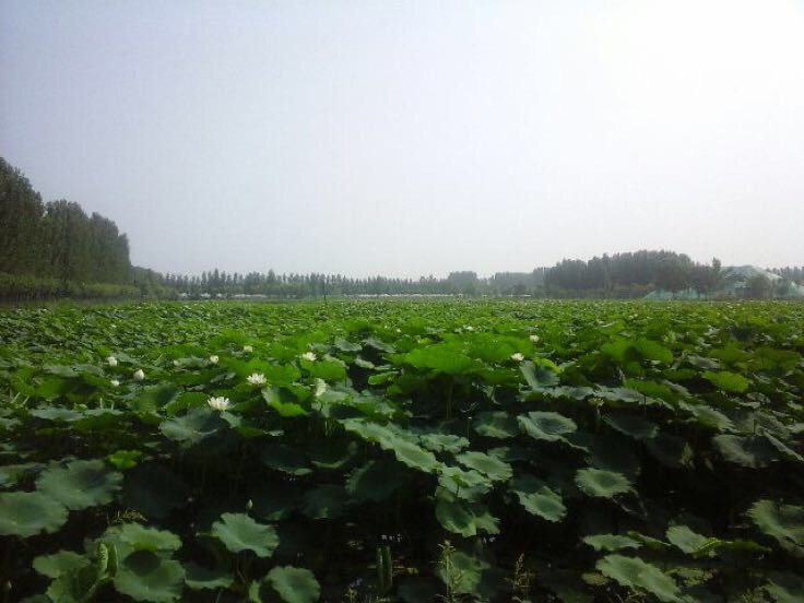 莲池生态全景图