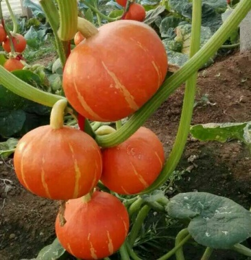 黄金二号红南瓜 2~3斤以上 扁圆形