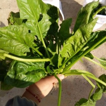 菠菜30~35厘米