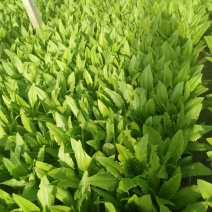 红香油麦菜35~40厘米以上