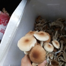 茶树菇14cm