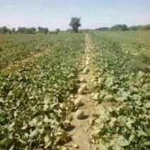 伽师瓜7斤以上椭圆形