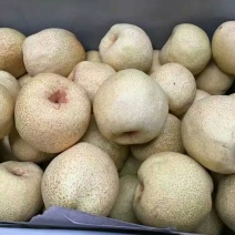 砀山梨350~400g膜袋