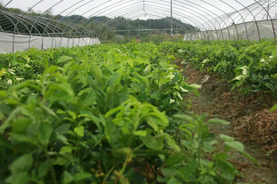 红宝石柚子植株在温室中的生长状态