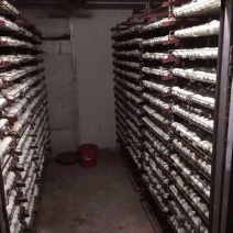 狮头鹅苗