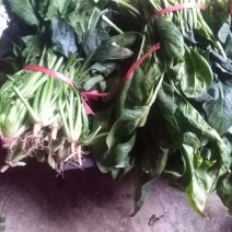 越冬菠菜15~20厘米