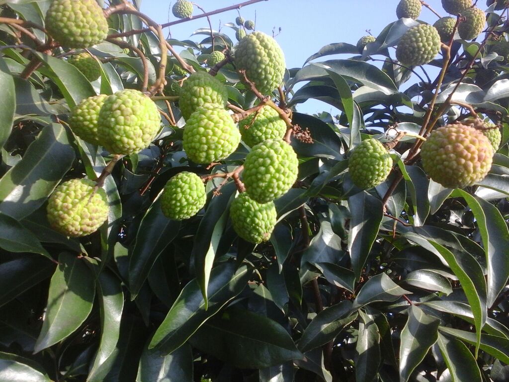 一棵茂盛的荔枝树上挂满了尚未完全成熟的三月红荔枝,果实呈淡红色至鲜红色,果皮略显粗糙,阳光透过树叶洒在果实上,展现出初夏果园的生机景象 三月红荔枝树挂满红色果实特写