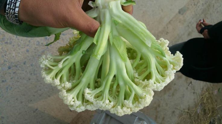 松花菜处理步骤特写：左手持掰好的松花菜小朵，右手用流动清水冲洗花梗基部，背景为白色陶瓷水槽与粗盐粒特写