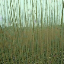 107杨树苗