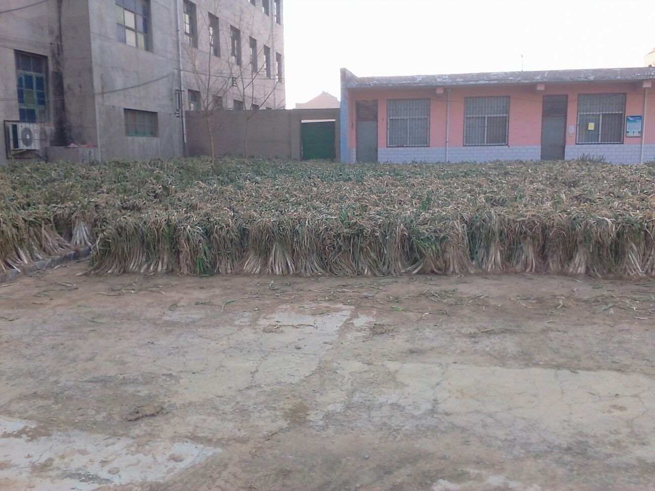 安平县南王庄乡洋葱恒温气调仓储中心内部：多层金属货架整齐排列，每层摆放标准塑料周转箱，箱内洋葱鳞茎朝向一致，环境传感器显示温度1.2℃、湿度73%、氧气3.4%、二氧化碳8.3%，顶部LED屏滚动显示实时参数