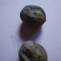 薄皮核桃30mm以上去皮