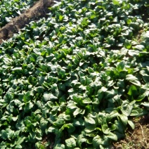 越冬菠菜15~20厘米