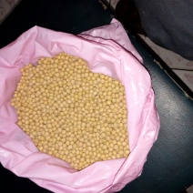 芽豆食用
