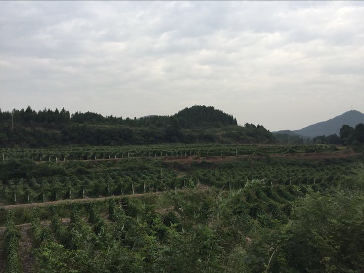 江苏淮安洪泽湖畔淮山药标准化种植基地航拍：规整畦垄、黑色地膜覆盖、滴灌带清晰可见，远处为水稻田，体现“稻药轮作”生态模式