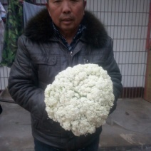 白花菜散装