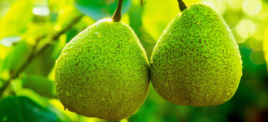 静宁去梨果皮阴干工艺实景,展示标准化竹匾晾晒、果皮形态完整无碎裂、环境洁净无尘,突出地理标志管理规范 静宁去梨标准化加工场景:工人手工剥离果皮进行阴凉通风干燥,竹匾中铺展均匀的浅褐色果皮片,背景可见“静宁去梨地理标志”标识牌