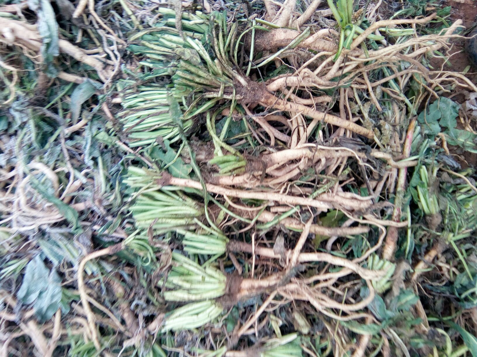 横向时间轴图:从3月到12月,标注三县播种与采收关键节点,用不同色块区分玉龙(深紫)、香格里拉(靛蓝)、兰坪(墨绿);重点圈出9.25–10.15‘黄金采收带’,并标注对应干片活性成分峰值曲线(玛卡烯、黄酮双峰叠加) 云南黑玛卡全年采收时间轴信息图