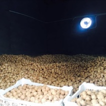 香玲核桃