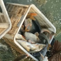 池鲤鱼食用1~2公斤