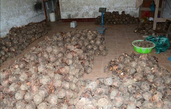 荔浦芋头采收后堆放在仓库中