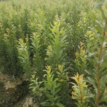杨梅树30~50cm