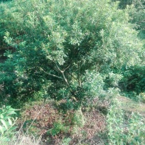 杨梅树30~50cm