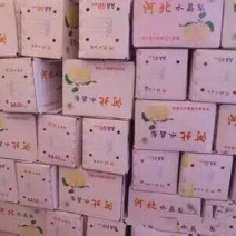 皇冠梨
