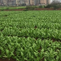 油麦菜