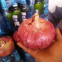 红皮洋葱8厘米以上