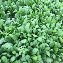 大叶菠菜25~30厘米