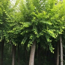 金叶榆6~8cm4~6cm2.5~3m