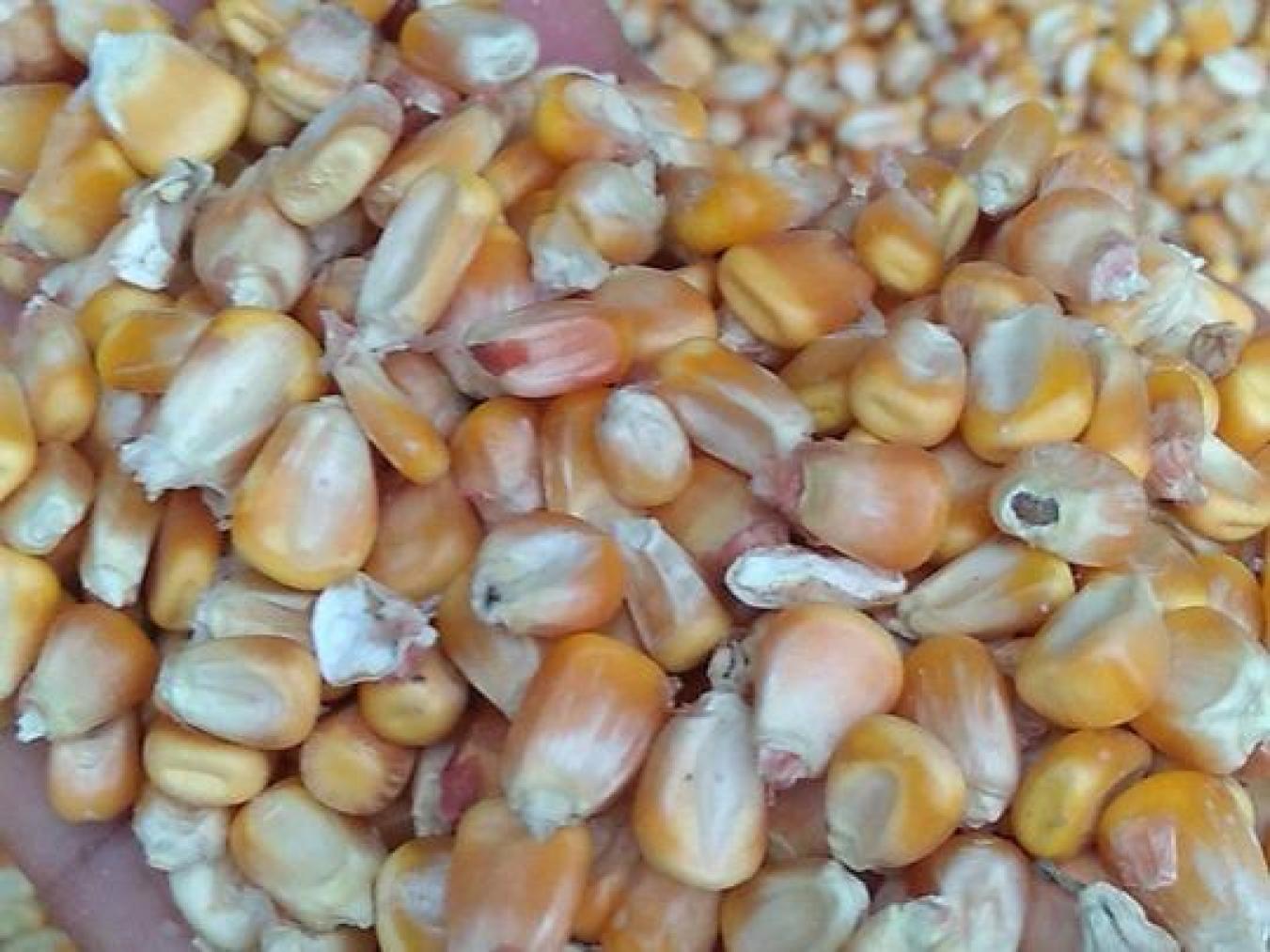 正大321：东华北春玉米的新希望- 一亩田