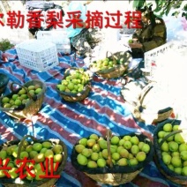 库尔勒香梨
